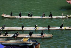 Li River Fish Catching Birds